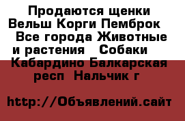 Продаются щенки Вельш Корги Пемброк  - Все города Животные и растения » Собаки   . Кабардино-Балкарская респ.,Нальчик г.